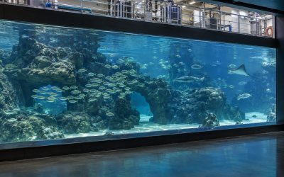 How Are Giant Aquarium Tanks Emptied and Cleaned?
