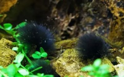 Black Beard Algae Treatment: Stability Beats Every Product