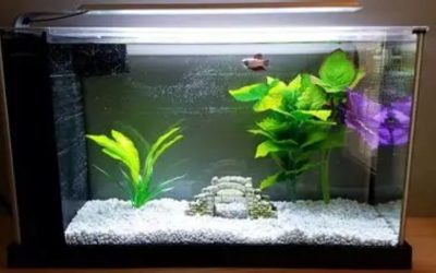 Best Filter for Betta Tank: Flow, GPH and the Right Type