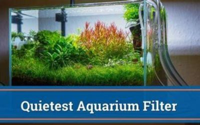 Quietest Aquarium Filter Types: Where the Noise Comes From