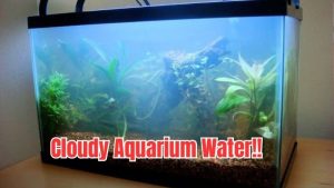 Why Is My Aquarium Water Cloudy? Causes and How to Fix It