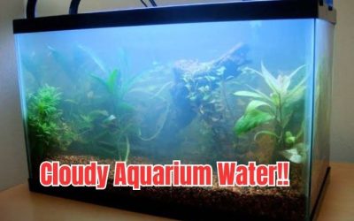 Why Is My Aquarium Water Cloudy? Causes and How to Fix It