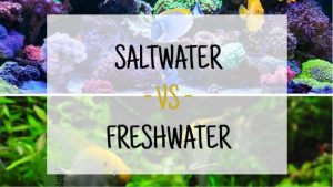 Freshwater vs Saltwater Aquarium for Beginners: Best Compared