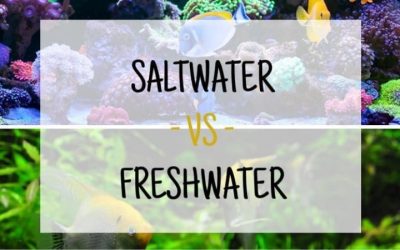Freshwater vs Saltwater Aquarium for Beginners: Best Tested
