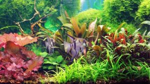 Dwarf Aquarium Lily Care: Bulbs, Pads and Root Feeding Rules