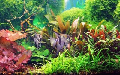 Dwarf Aquarium Lily Care: Bulbs, Pads and Root Feeding Rules