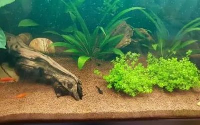 Best Aquarium Substrate: Grain Size, Depth and Chemistry