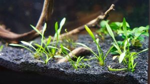 Best Substrate for Planted Aquarium: What Actually Matters