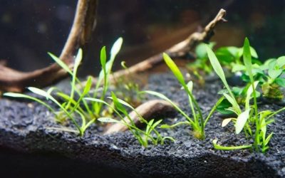 Best Substrate for Planted Aquarium: What Actually Matters