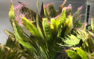 Staghorn Algae Aquarium Guide: Ammonia and CO2 Instability