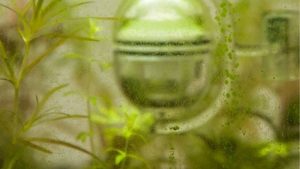 Green Spot Algae Removal: Phosphate, Light and a Scraper