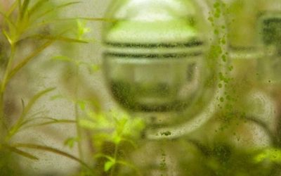 Green Spot Algae Removal: Phosphate, Light and a Scraper