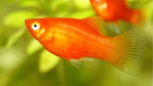 Platy Fish Care: Tank Setup, Diet and Breeding