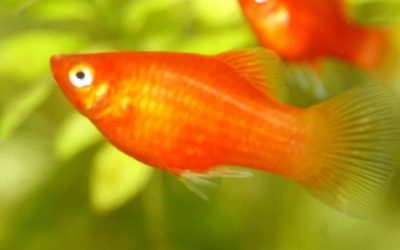 Platy Fish Care: Tank Setup, Diet and Breeding