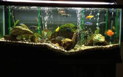 29 Gallon Aquarium Setup Ideas: Depth, Stocking and Cost