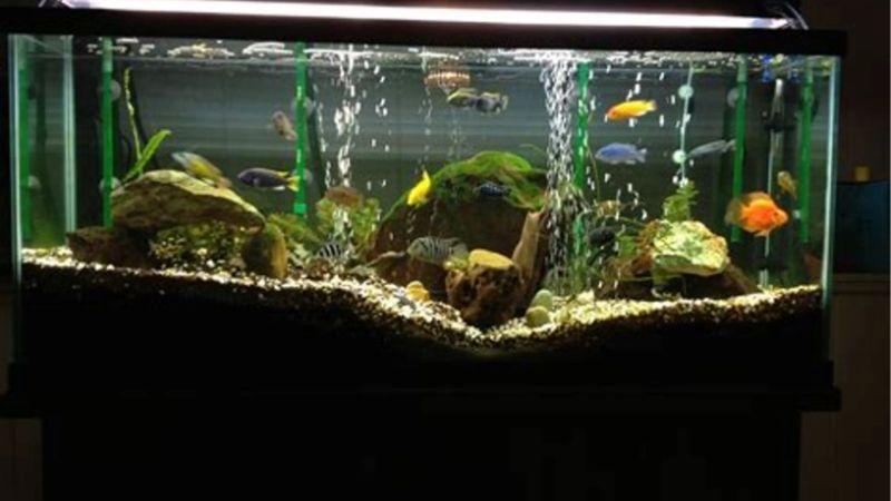 How 29 Gallon Aquarium Setup Ideas Actually Work