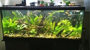 20 Gallon Aquarium Setup for Beginners: What to Get Right