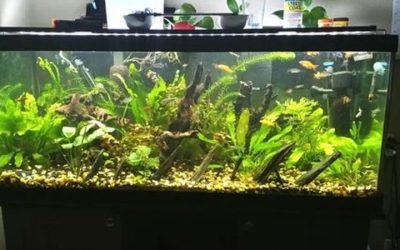 20 Gallon Aquarium Setup for Beginners: What to Get Right