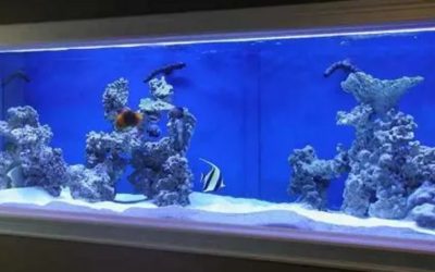 Saltwater Aquarium Setup for Beginners: How It All Works