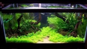 Planted Aquarium for Beginners: Easy Plants and Setup Guide