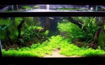 Planted Aquarium for Beginners: Easy Plants and Setup Guide