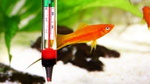 Aquarium Water Change Temperature Matching: The 2 °F Rule