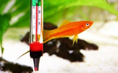 Aquarium Water Change Temperature Matching: The 2 °F Rule