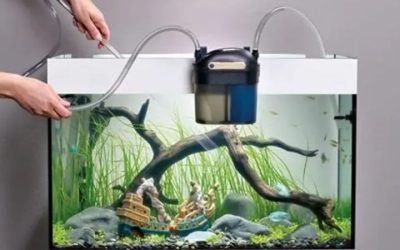 Best Aquarium Siphon: Flow Rate, Reach and Priming Method