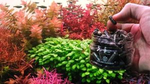 Aquarium Plant Fertilizer Guide: How Dosing Actually Works