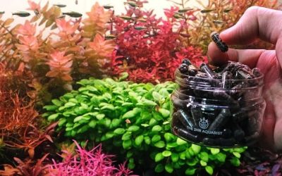 Aquarium Plant Fertilizer Guide: How Dosing Actually Works