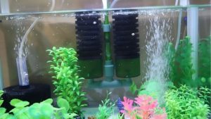Aquarium Filter Making Noise: Causes, Fixes and Prevention