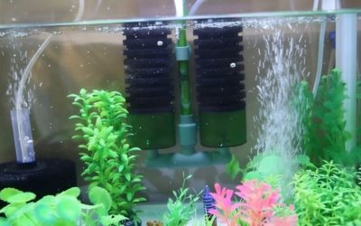 Aquarium Filter Making Noise: Causes, Fixes and Prevention