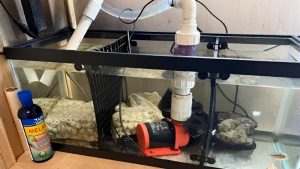 Cichlid Aquarium Filtration Guide: How It Works in Practice