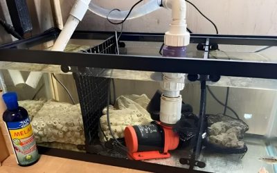 Cichlid Aquarium Filtration Guide: How It Works in Practice