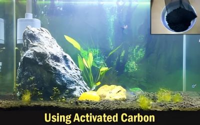 Activated Carbon in Aquarium Filter: When It Actually Helps