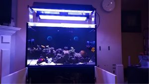 Best Kessil AP9x Setup for Mixed Reef: How to Plan Coverage