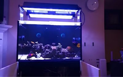 Best Kessil AP9x Setup for Mixed Reef: How to Plan Coverage