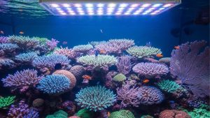 How Many Reef Lights for a 6 Foot Tank: Best Expert Guide