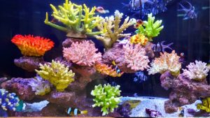 How Much Does Reef Automation Cost To Set Up: Top Tested