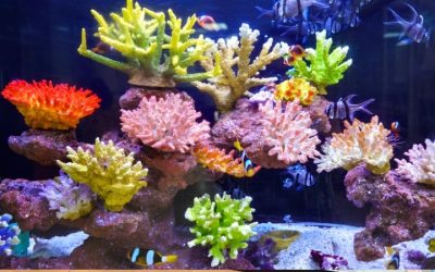 How Much Does Reef Automation Cost To Set Up: Top Tested