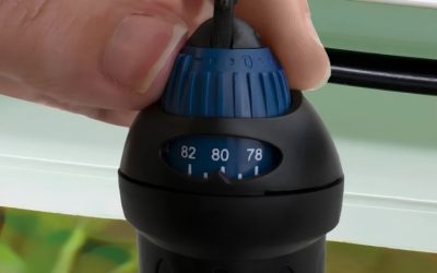 Aquarium Heater Placement: Where It Goes and Why It Matters