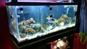 How to Choose a 75 Gallon Aquarium Kit: Top Compared Guide