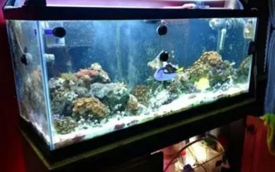 How to Choose a 75 Gallon Aquarium Kit: Top Compared Guide