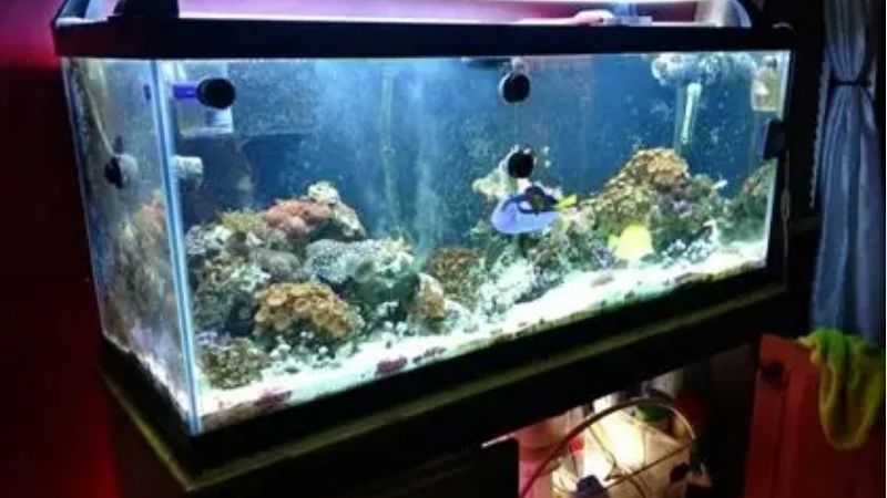 how to choose a 75 gallon aquarium kit