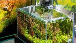 How to Choose a Rimless Aquarium: Complete Expert Guide