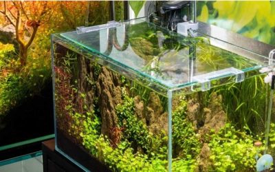How to Choose a Rimless Aquarium: Complete Expert Guide