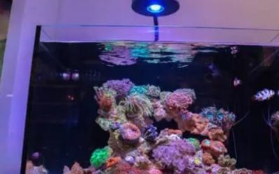 How to Choose an All in One Saltwater Tank: Step by Step