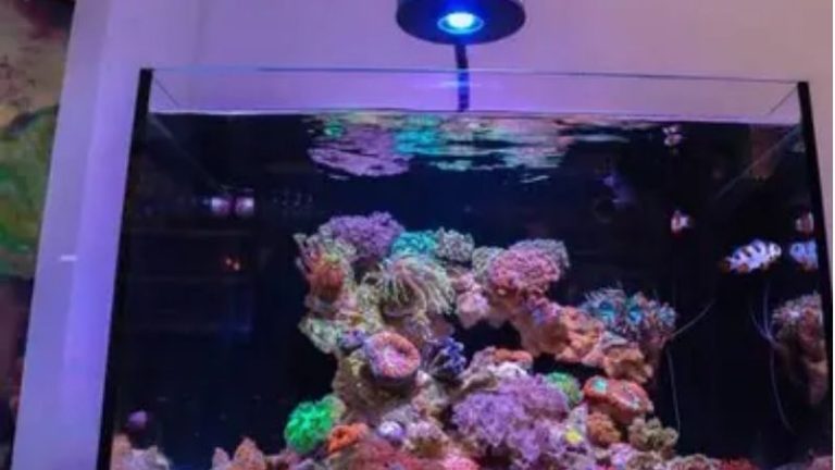 how to choose an all in one saltwater tank