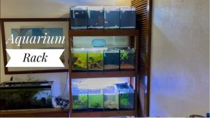 How to Choose an Aquarium Rack: Smart Step-by-Step Guide