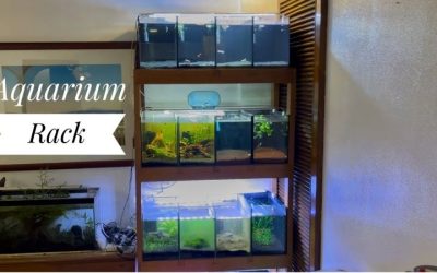 How to Choose an Aquarium Rack: Smart Step-by-Step Guide